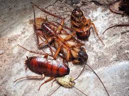 pest control for cockroaches, pest control for cockroaches near me, cockroach control, cockroaches control